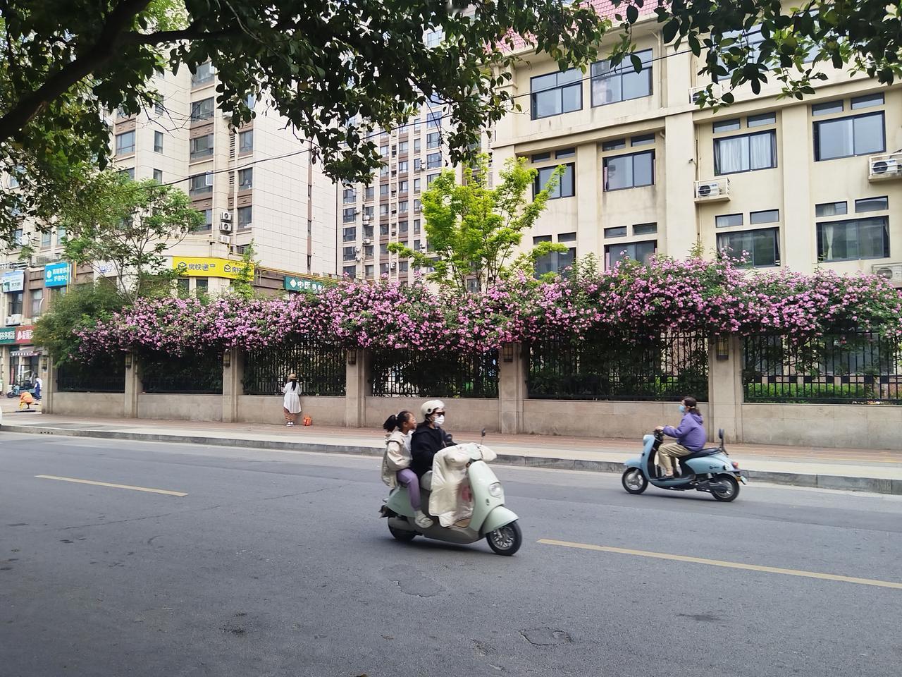 有没有漂亮的花朵图片吗