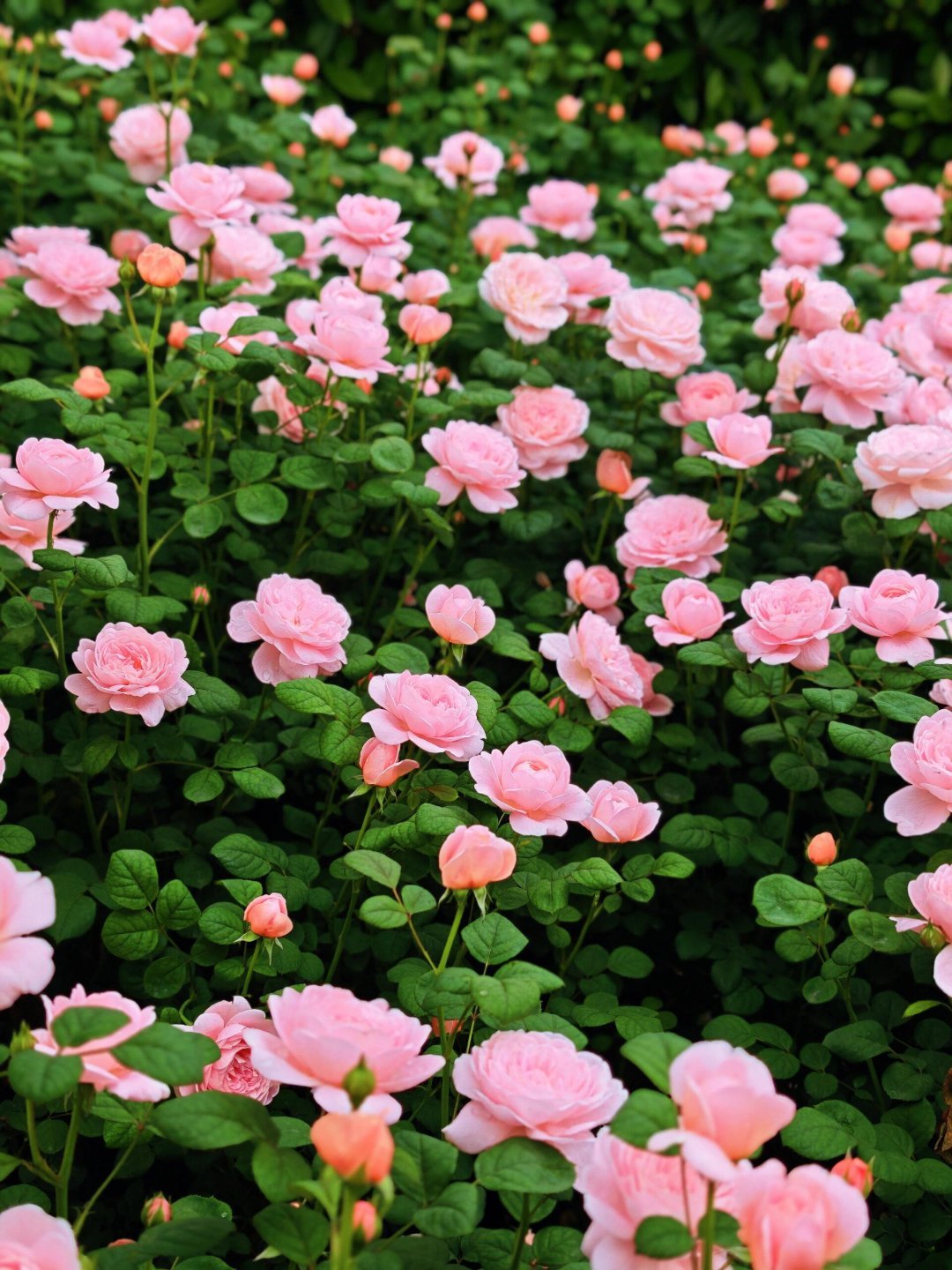 姐妹们！沙湖公园C区的玫瑰园已经悄悄美成油画了！🎨开学季校园生活 虽然还没到最