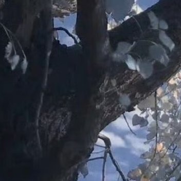 日光下的寒林没有一丝杂质，空气里的冰冷仿佛来自故乡遥远的北国，带着一些相思，还有