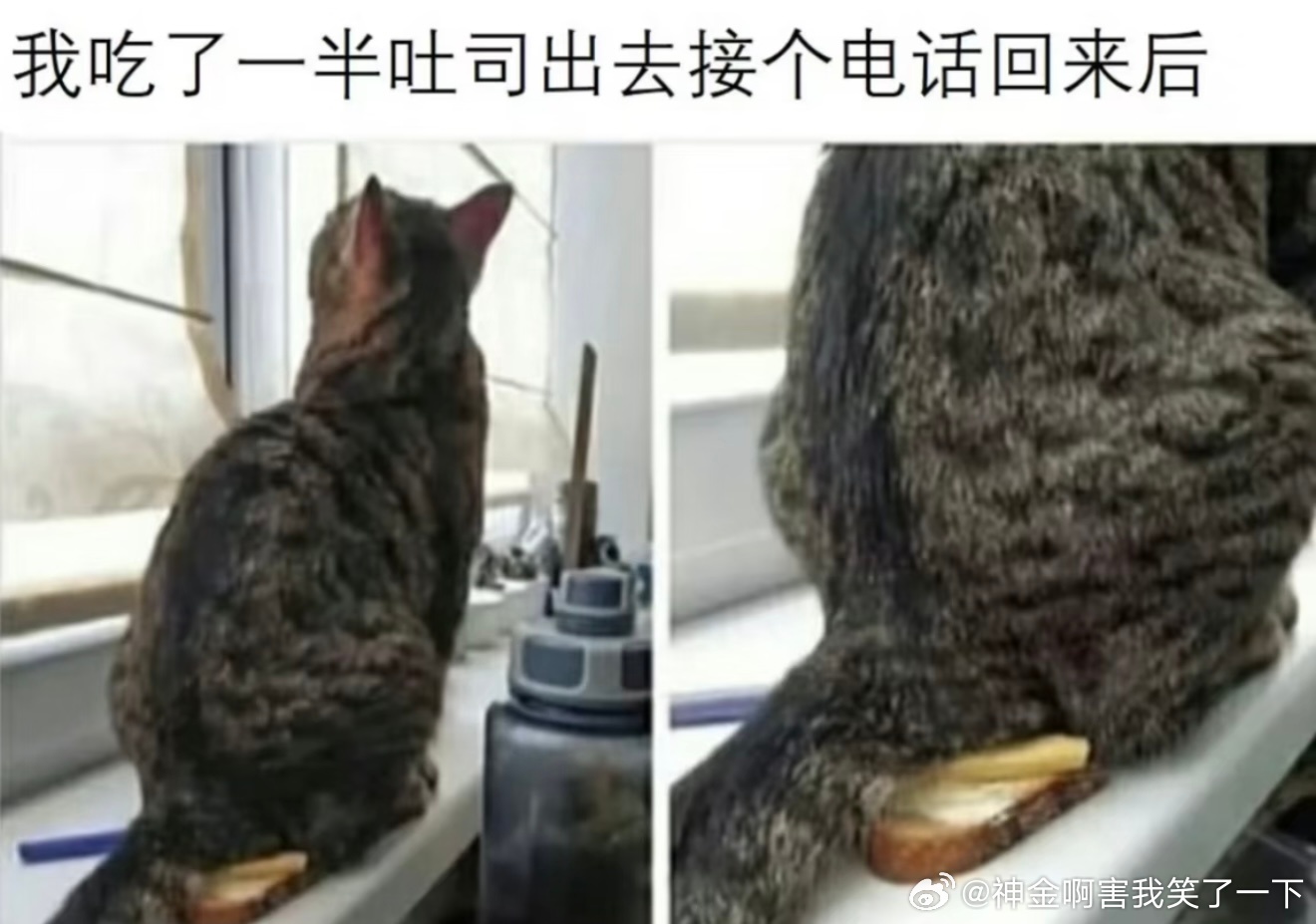 6817猫你礼貌吗 ​​​