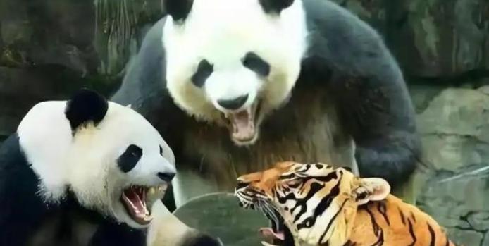 四川曾有华南虎出没，为什么从未听说老虎捕食大熊猫？护林员说：80%的人不知道，老