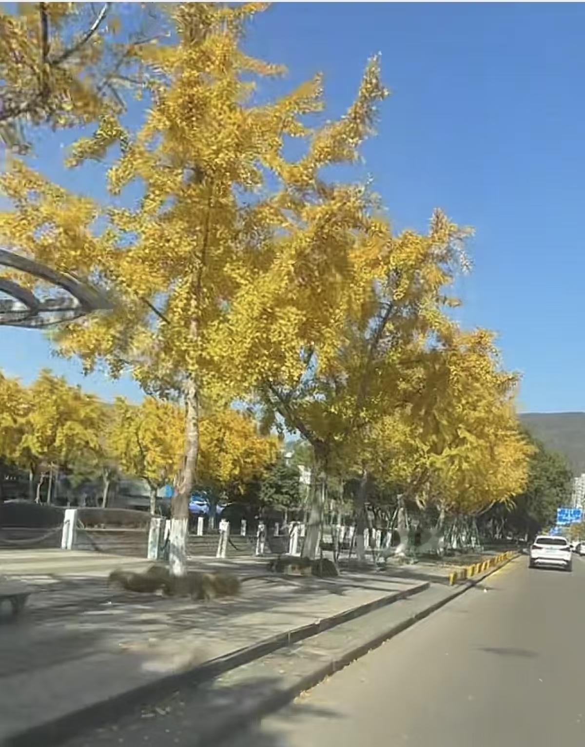 用褪金的脉络写信
把整个秋天对折
寄给来年苔径上
读信的春风

当薄霜试图修改字