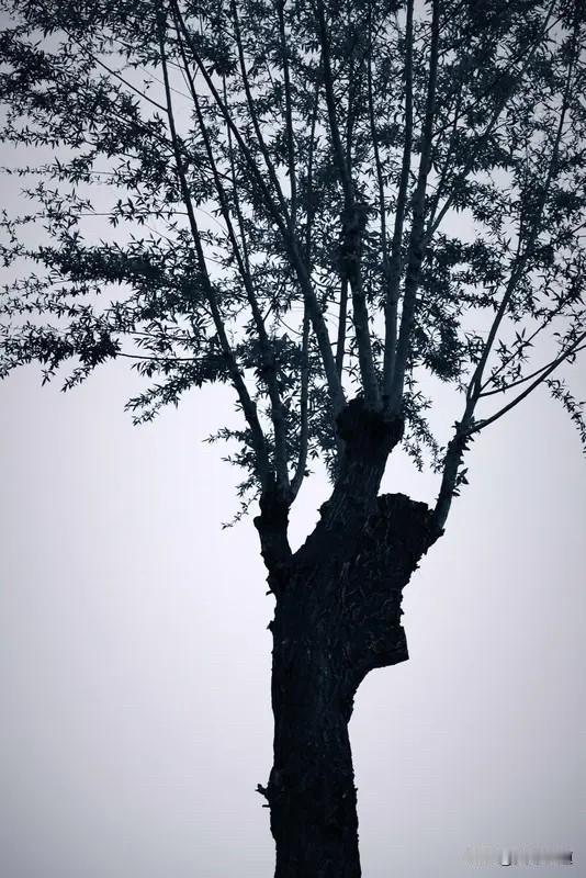 根静无声，方抵万风

最吵闹的树，总爱嘲笑安静的树。它枝繁叶茂，迎风张扬，每一片