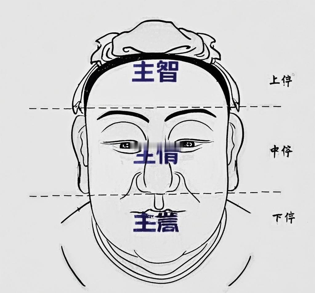 中停和下停宽阔，意味着中晚年运势开始上升，财富和生活质量将优于30岁之前的阶段。