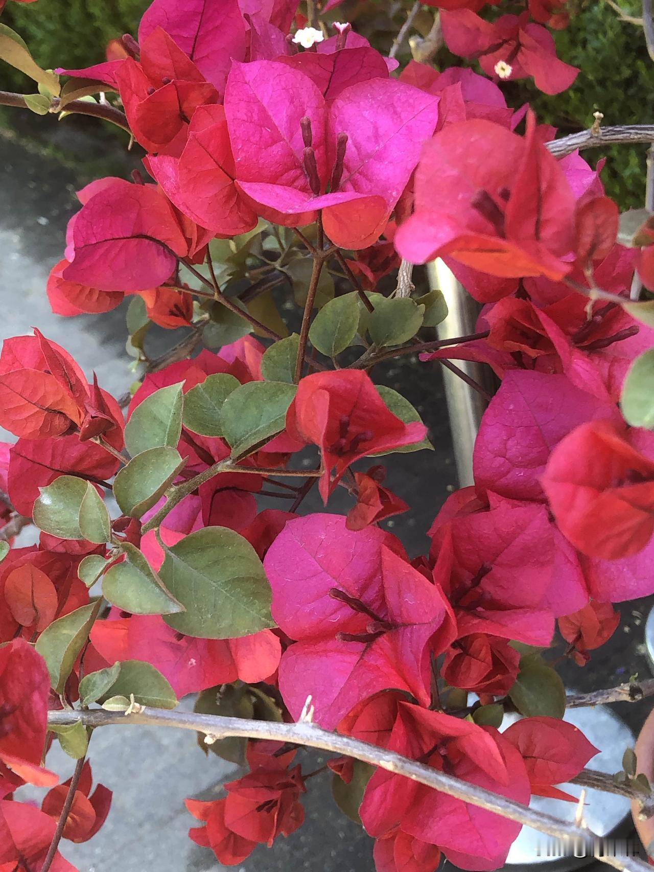 闲来无事随手拍了院子里的花，热烈的三角梅开得肆意张扬，粉紫绣球一团团温柔又治愈。