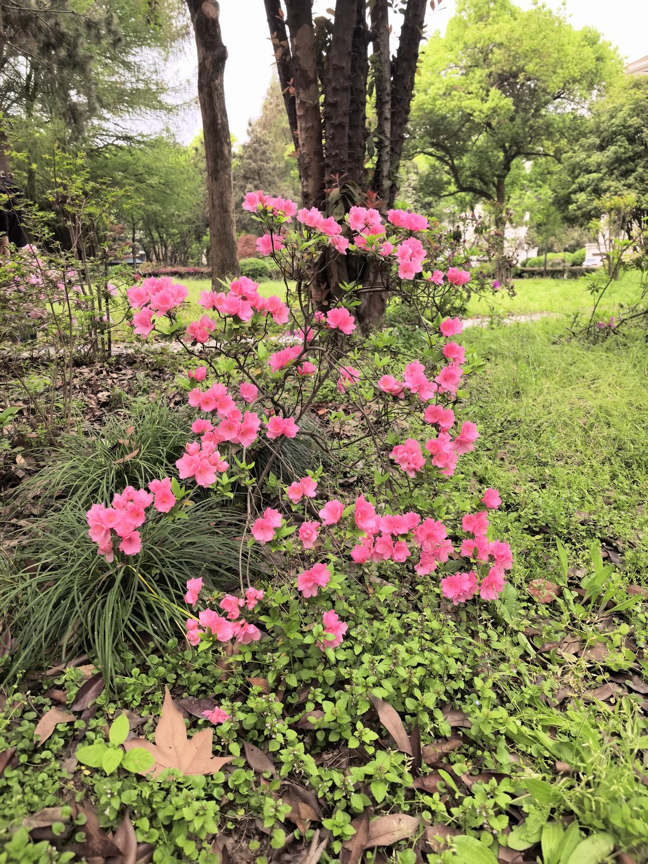 午饭后散步，小区的野草地里长着一株十分精神的杜鹃花。个头很小，但花儿特别多。
我