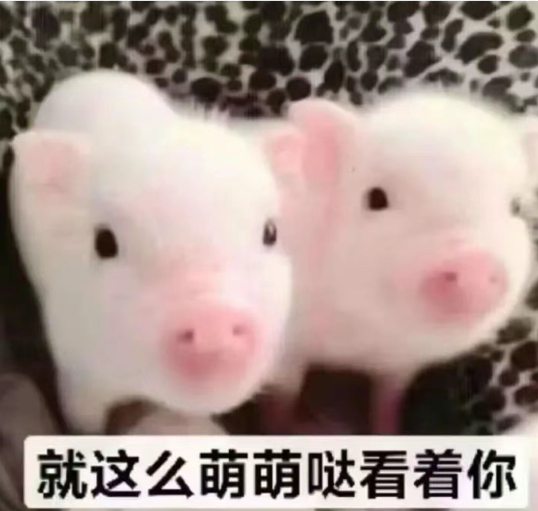 我提前说一下，我是文盲，和猫共用一个账号，如果这个账号发了不好的言论，那都是猫发
