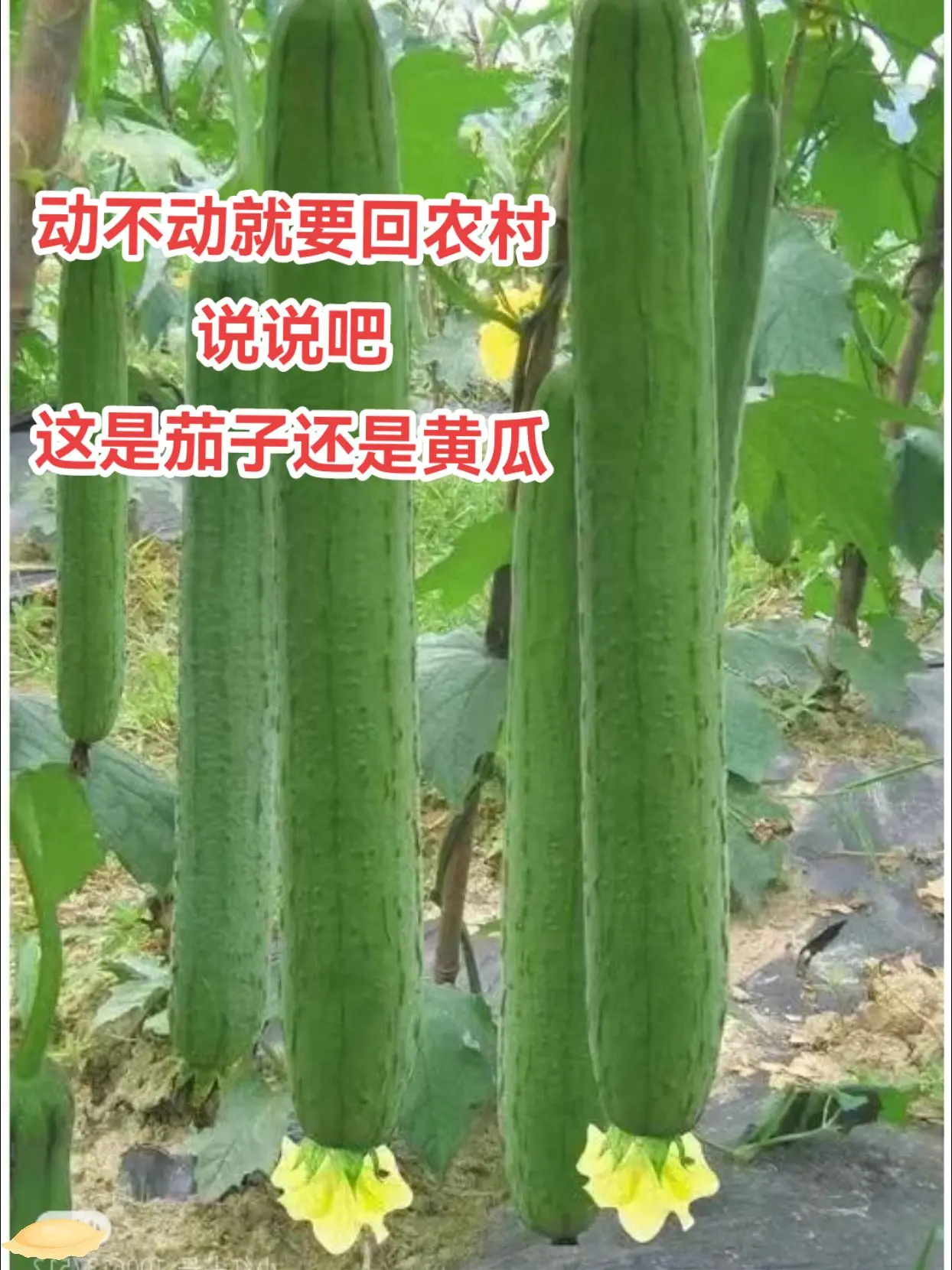 你能叫出它的名字吗