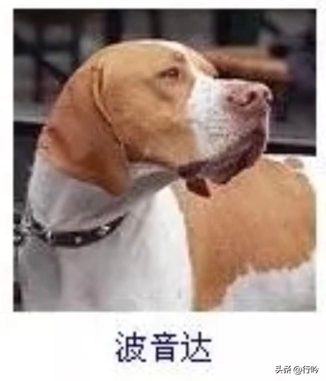 菩萨蛮48·波音达
       茸毛浅染金霞色，苍眸似浸秋江碧。项带铁棱寒，英