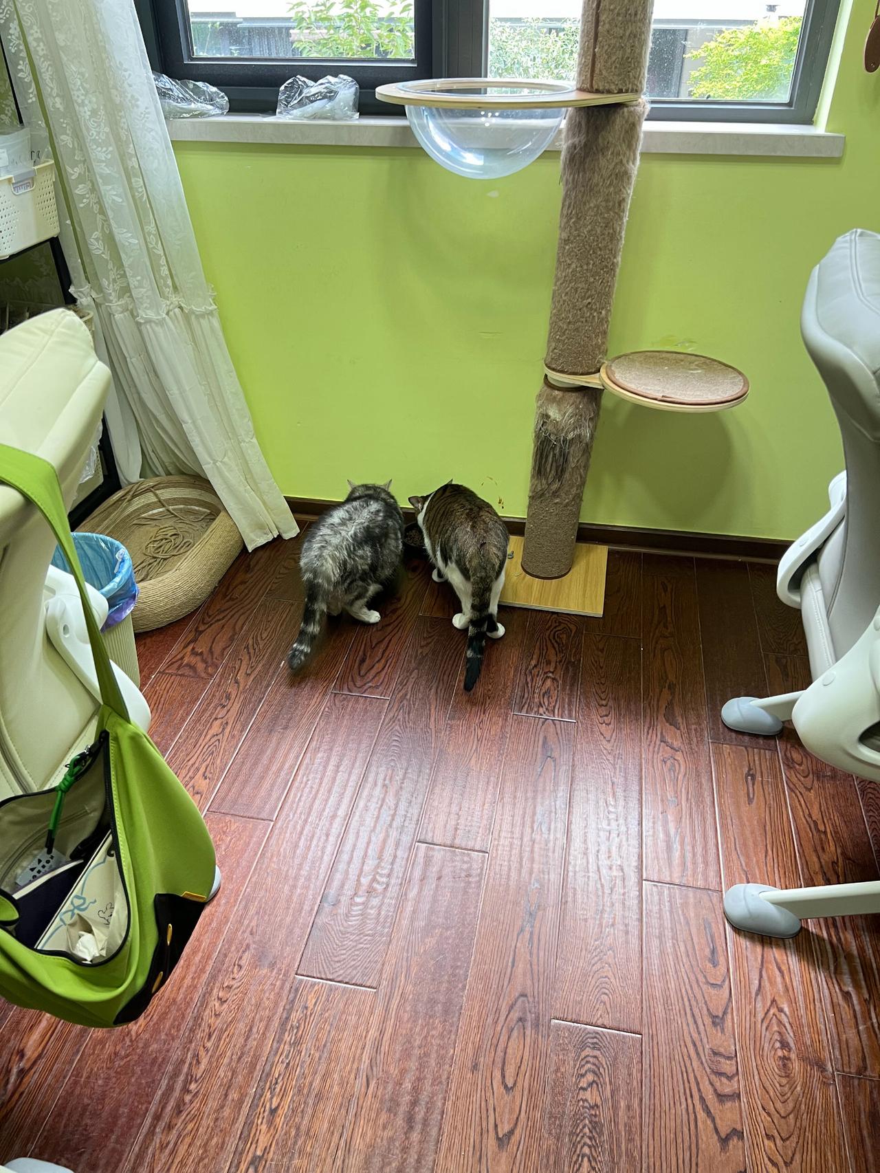 小姐姐说现在茄子的专属猫粮已经沦为公共自助餐了，受害猫只能在外面干瞪眼。[笑哭]