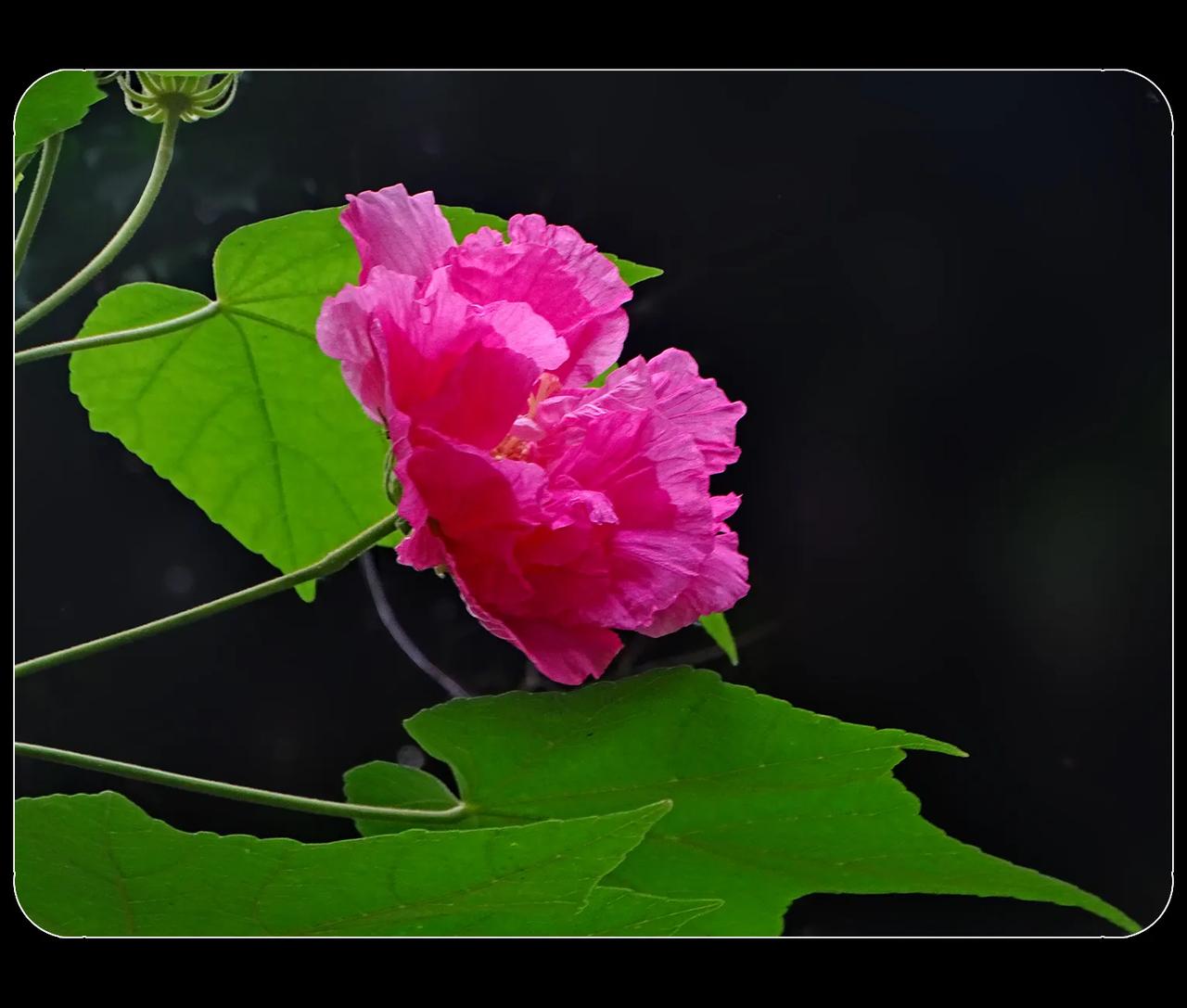 《芙蓉花开芙蓉城》
这个季节，在芙蓉城成都，该是芙蓉花出场了。成都的芙蓉花历史，