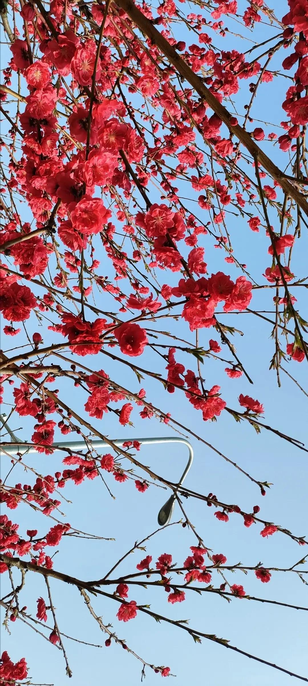 春日盛开的樱花，粉嫩的花瓣在蓝天的映衬下格外美丽。🌸🌸🌸