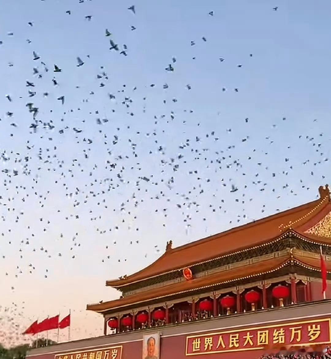 阅兵和平鸽下班50多小时刚到家哇塞飞那么远能找到家吗，会不会找错呀 飞行五十多小