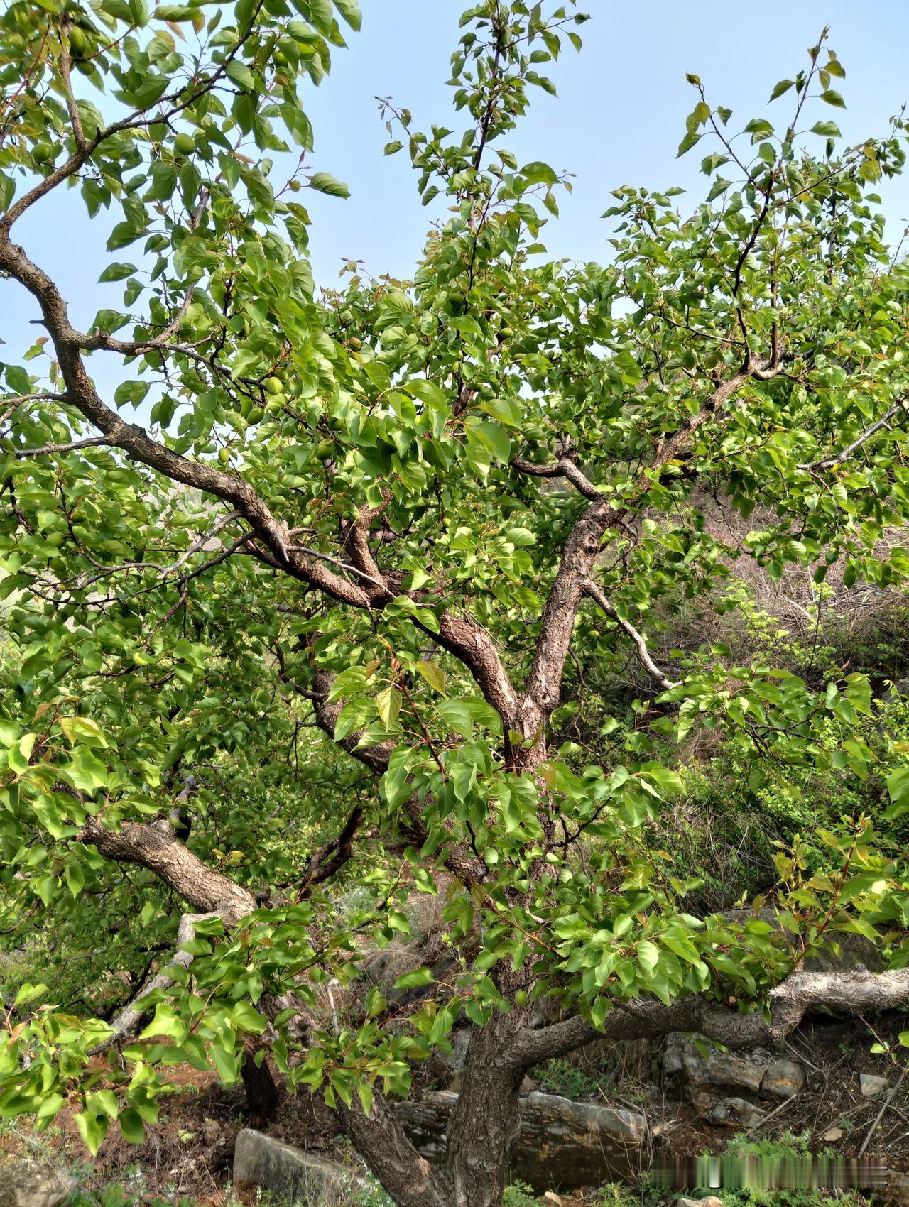 你觉得当农民丢人吗？从农民伯伯到农民工，农民的身份一降再降，很多年轻人觉得农民这