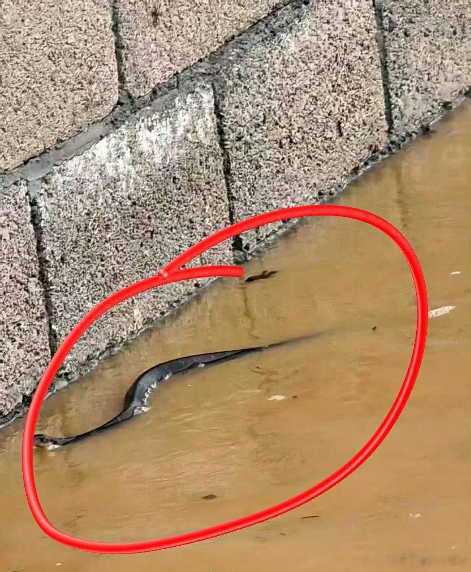 洪水致养蛇场蛇逃出有眼镜蛇洪灾本就揪心，又遇上养蛇场被冲、眼镜蛇四处逃窜，被困村