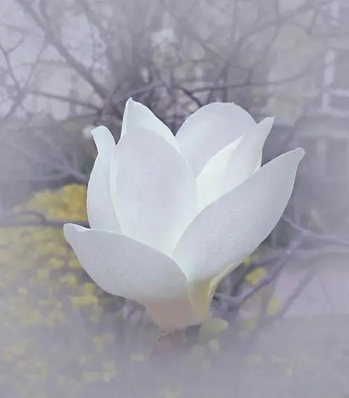 邻居家婶子信佛四十多年了，她常年吃素食，性格和善，不计较得失，却在今年中秋节的傍