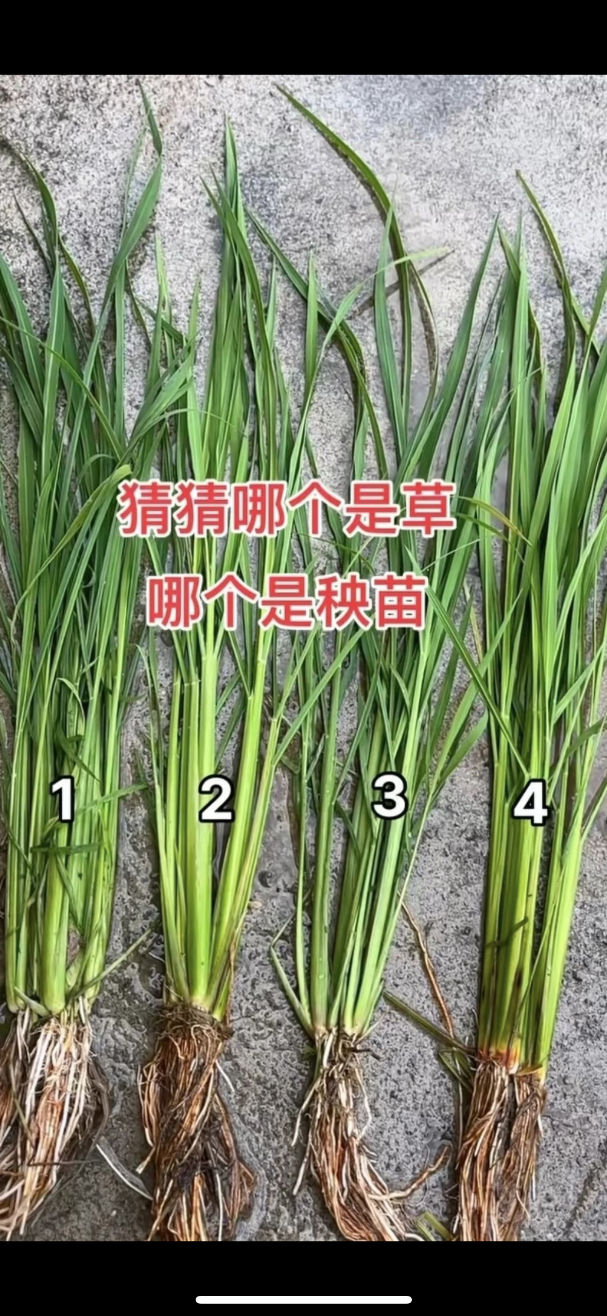 有认识的吗？我怎么看着都一样啊