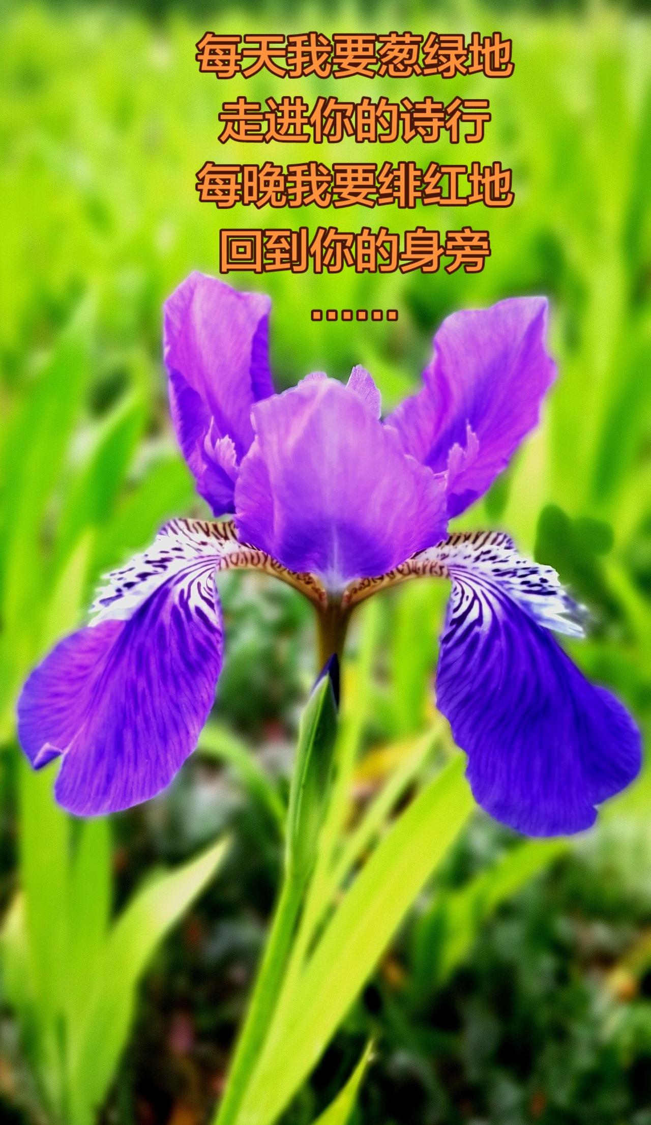 分享一张你最近随拍的照片舒婷的长诗《会唱歌的鸢尾花》感动了一代人，这就是鸢尾花。