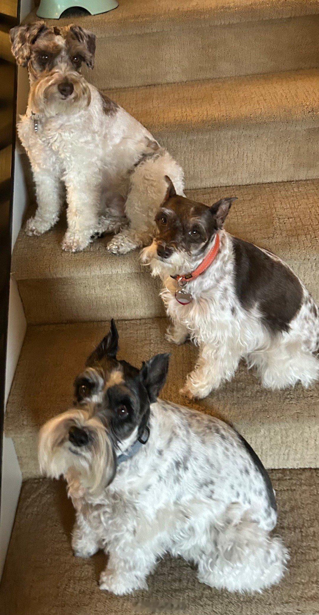 今天吉哥grandma拍摄的狗家庭全家福。 