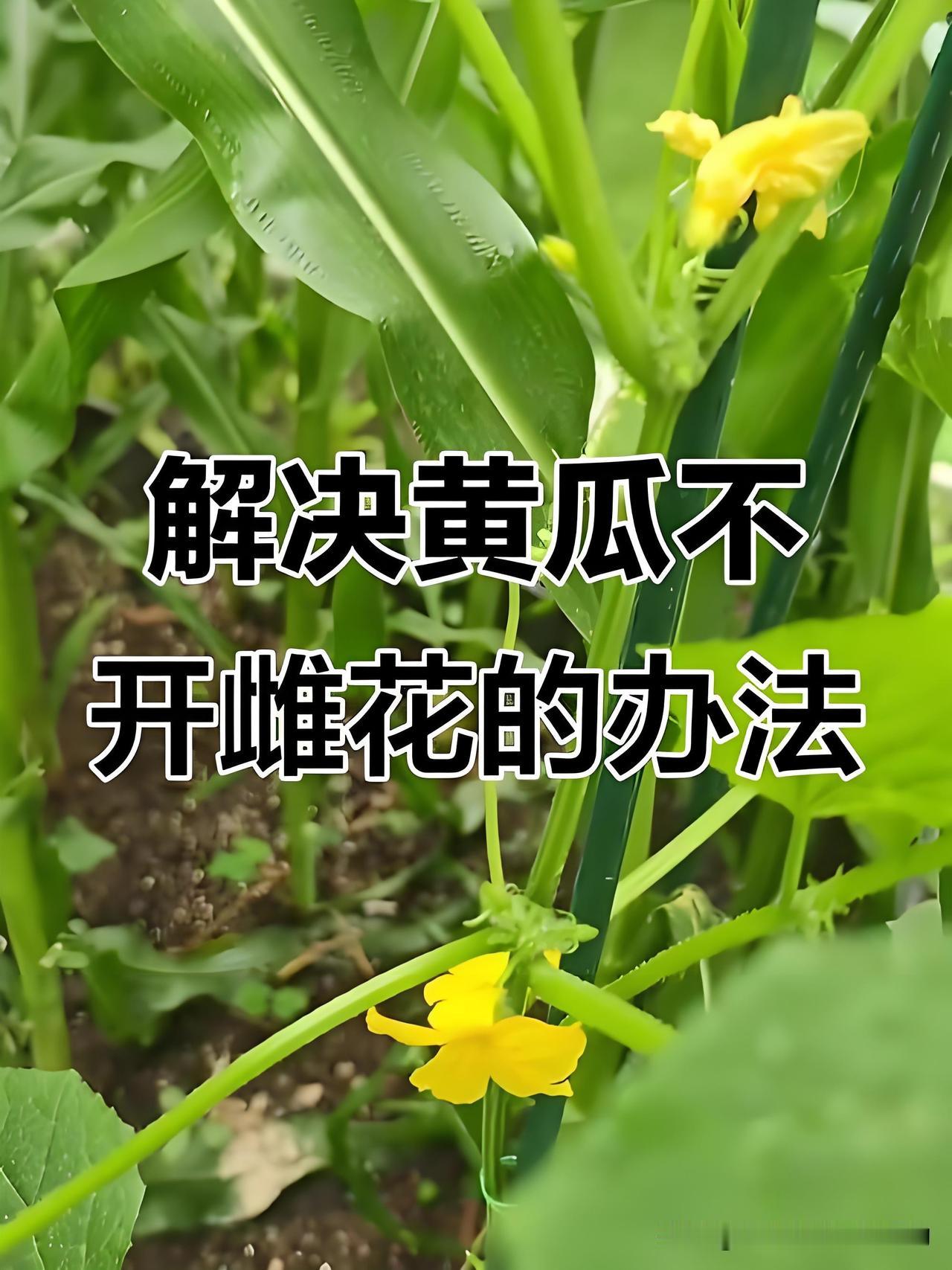 同批育苗移栽，普通黄瓜已采摘，拇指黄瓜只开雄花咋回事？
 
3月22号两种黄瓜一