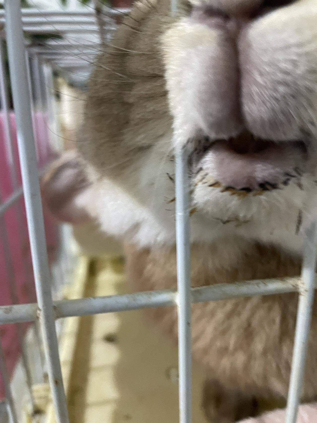 这三瓣嘴，透漏着智慧