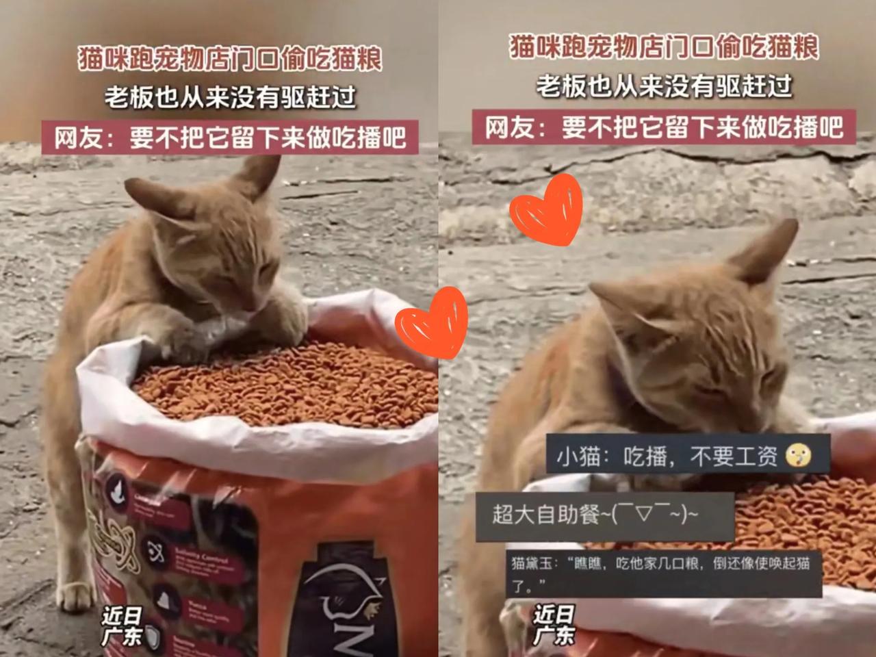 这是成精了！广东，一流浪猫经常跑到宠物店门口偷吃猫粮，有只流浪猫总来偷吃，从一开