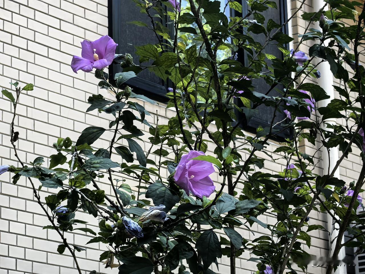 木槿花开