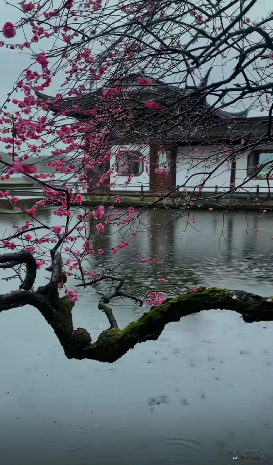 好有意境
它的美
无以言表[赞]