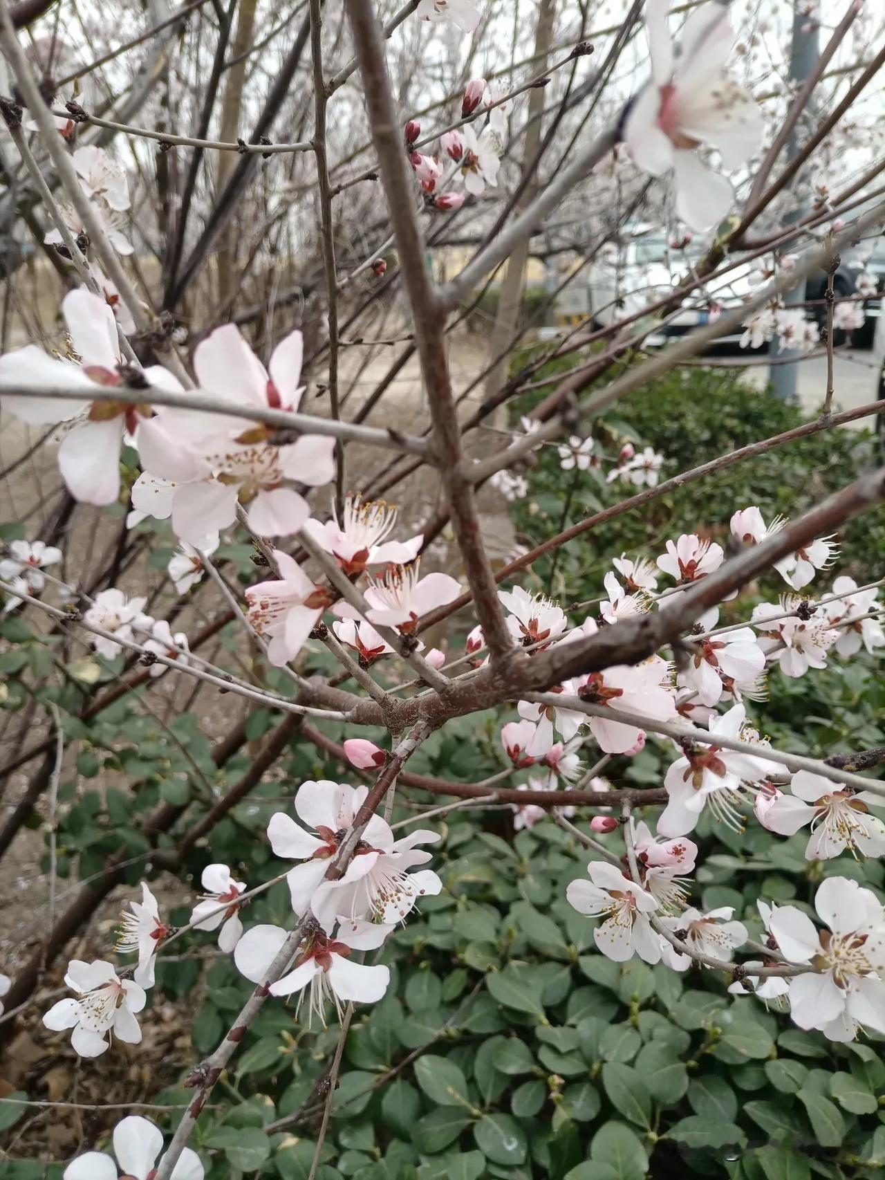 你手机里的花儿手机里的话，就像定格的美好春天。今天出去散步，发现公园里的桃花都开