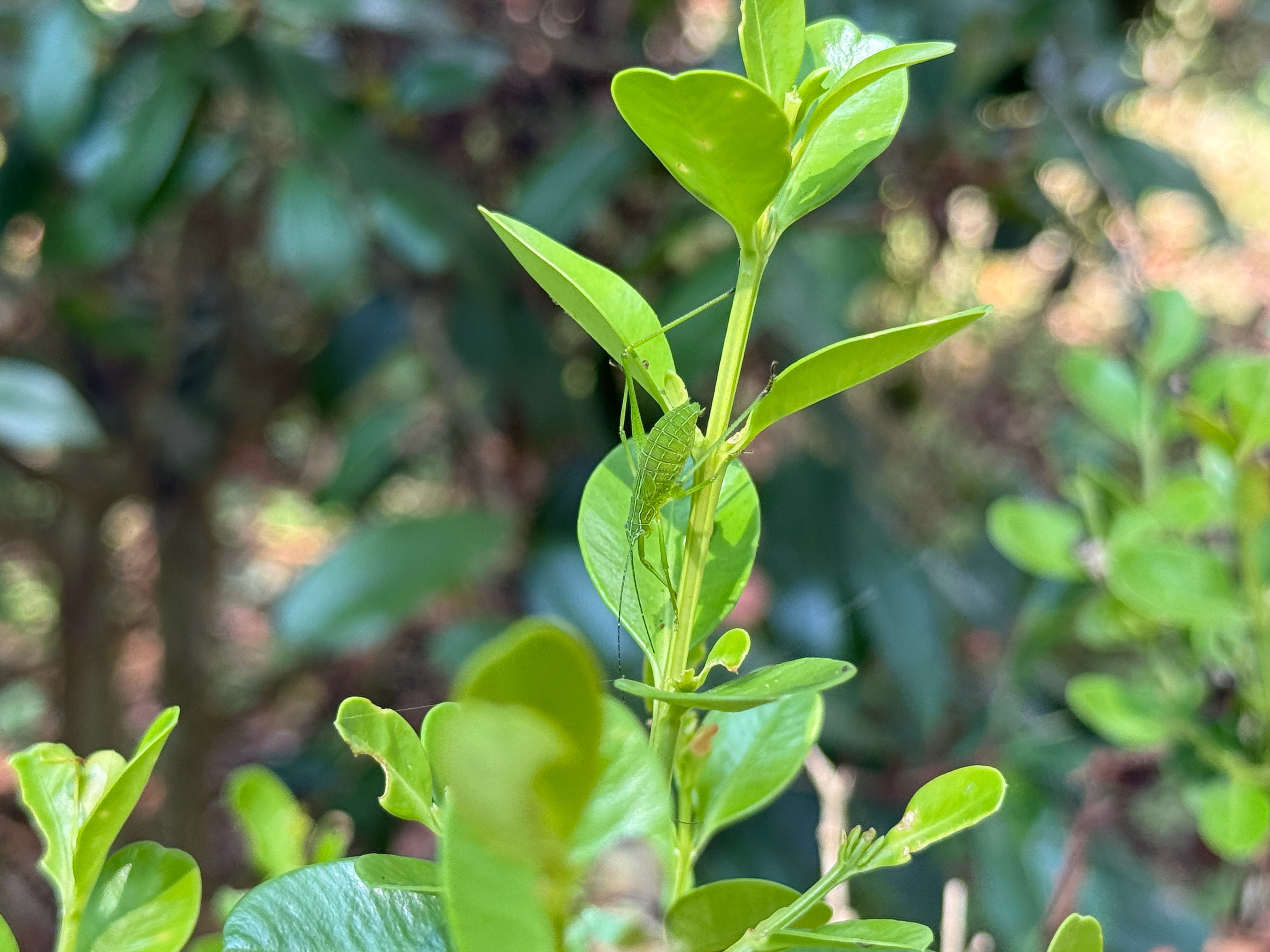 看见它了没？这是纺织娘的幼虫 
