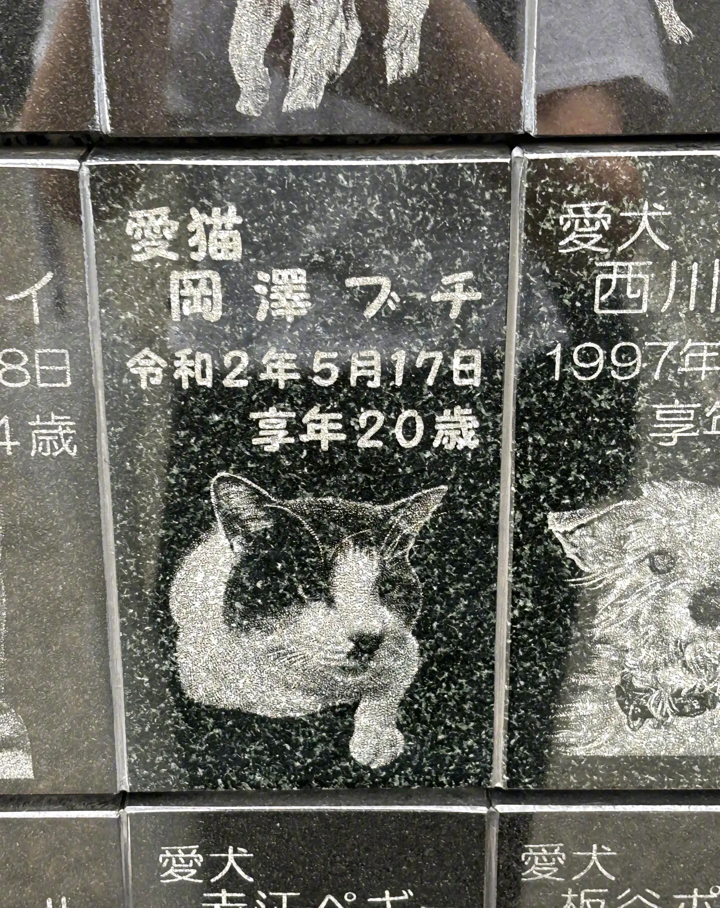 它们生前应该很幸福，有个好主人！！