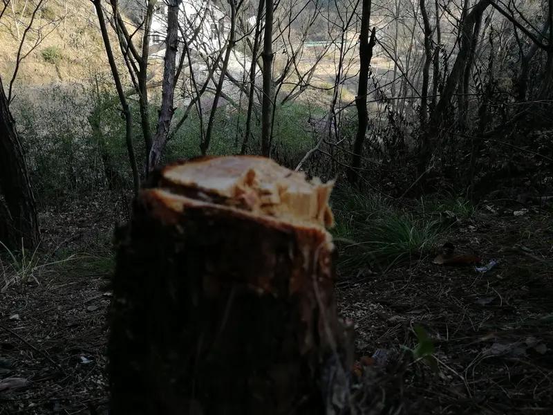 怎么处理《监狱来的妈妈》，现在不知道，电影局的人，焦虑去吧。

经此一事，类似题