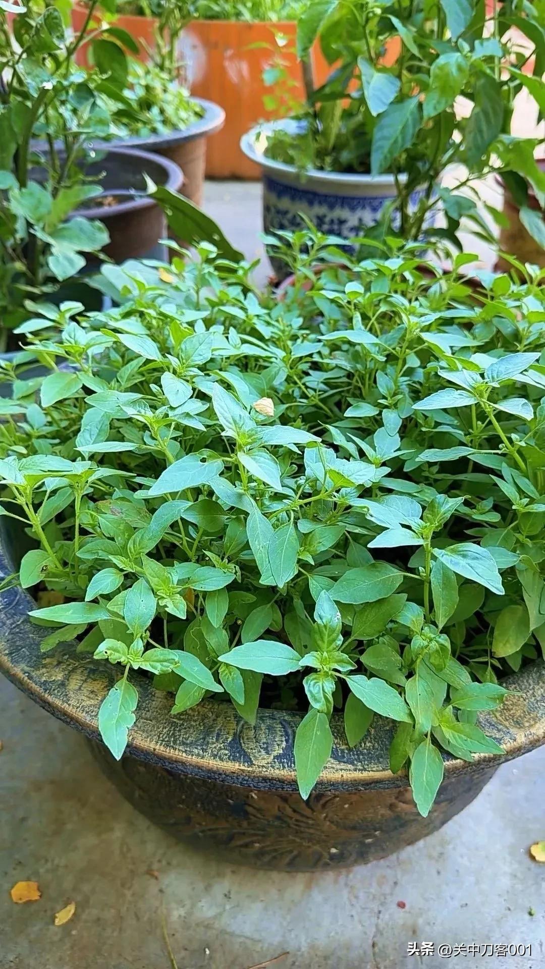 真心话茶局一分辛苦，一分收获，小菜园