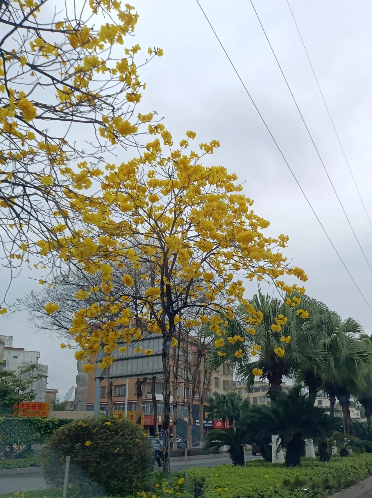 满城花开，黄花枫铃赏花季到了。随着气温回升，仿佛一夜之间，黄花枫铃开了，满城尽戴