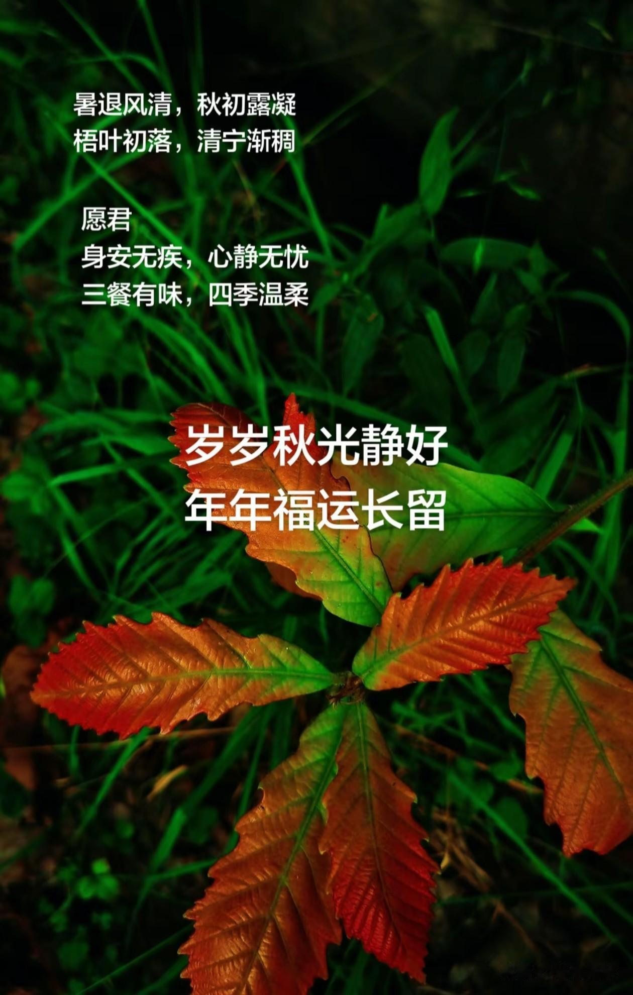 ╭───♫ ♬ ♪───────╮
❥   
 🌱 暑退风清，秋初露凝
   