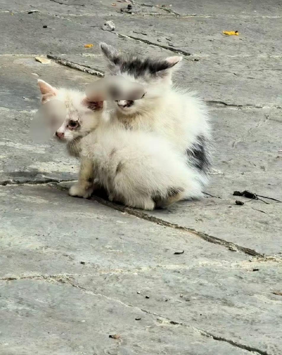 贵阳文昌阁惊现虐猫狂魔！多只小猫被挖眼砍断四肢，警方回应来了  


太气人了！
