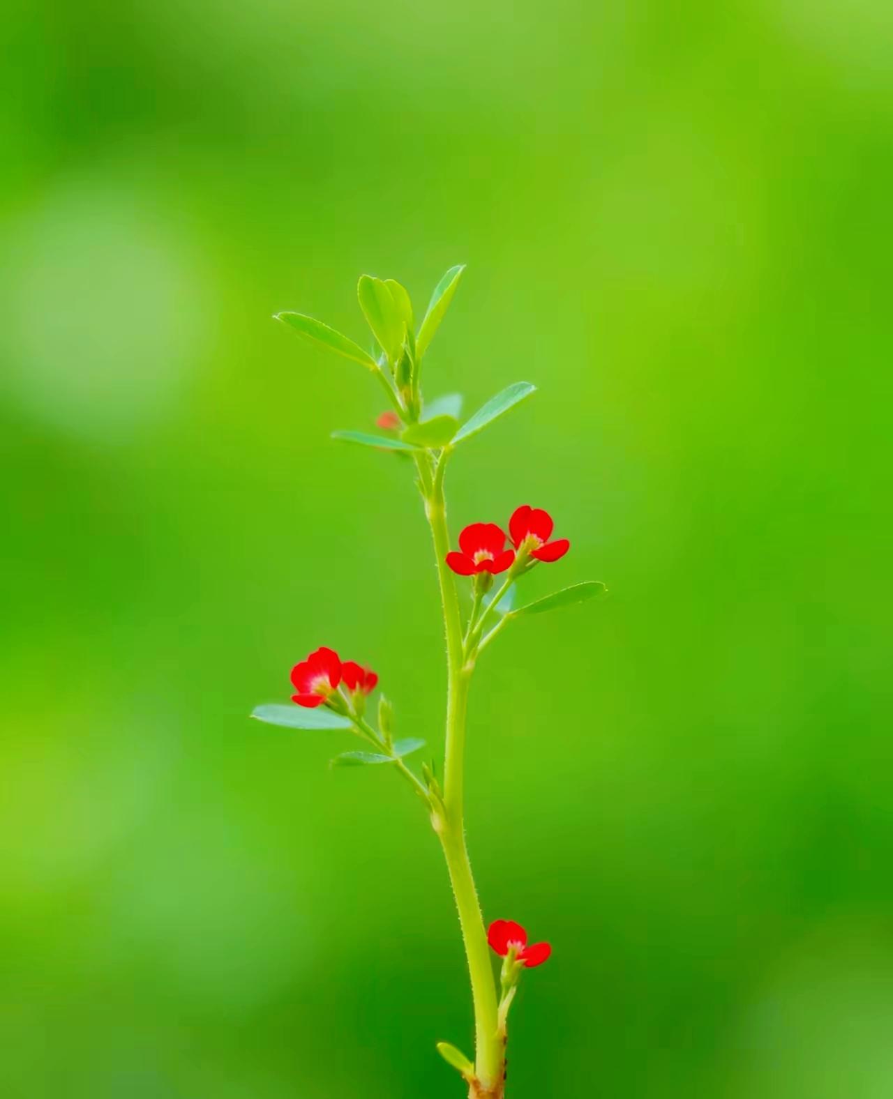 绿意盎然，红艳绽放。远赴人间惊鸿宴 宴，一睹人间盛世颜。[微风]🌸
随手一拍的