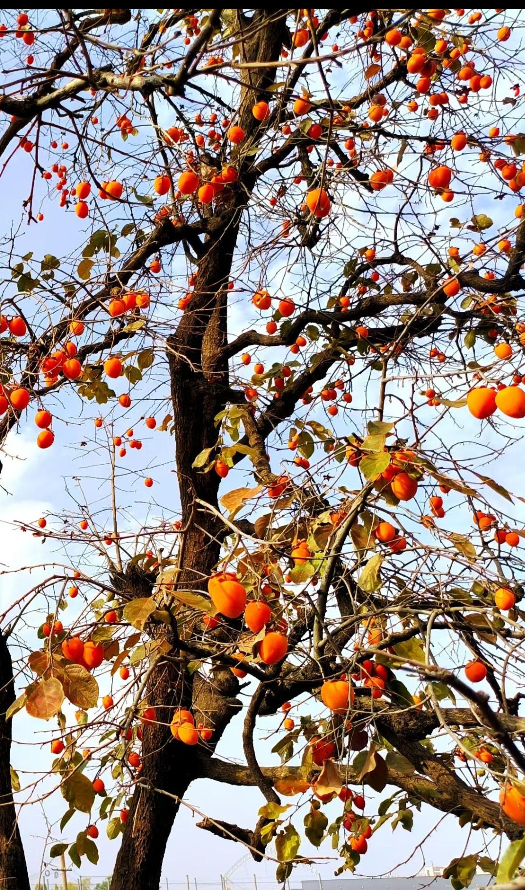 秋天秋天的伏牛山里
红红火火的象征莫过于柿树上的柿子了
柿子也有很多品种
阳果红
