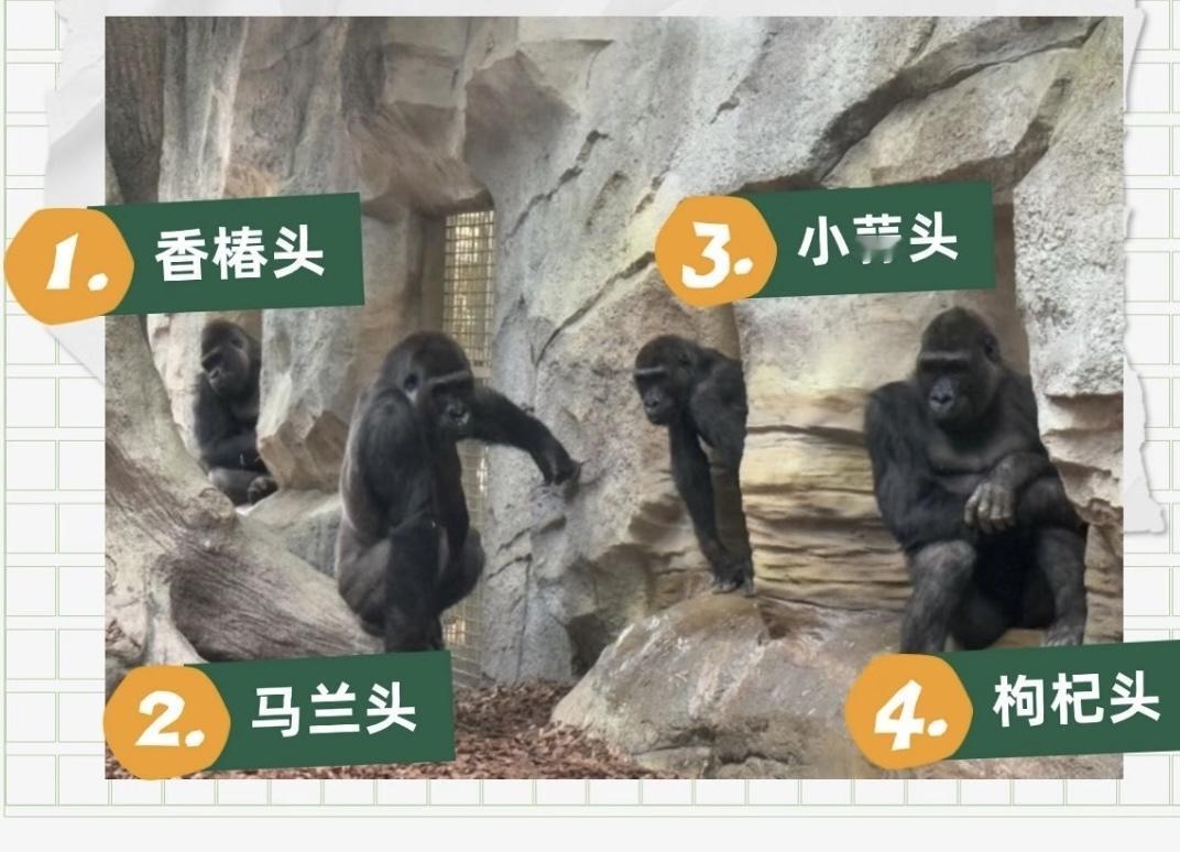 这两天南京红山动物园可热闹了——四只从荷兰来的大猩猩，愣是被网友用“香椿头”“马