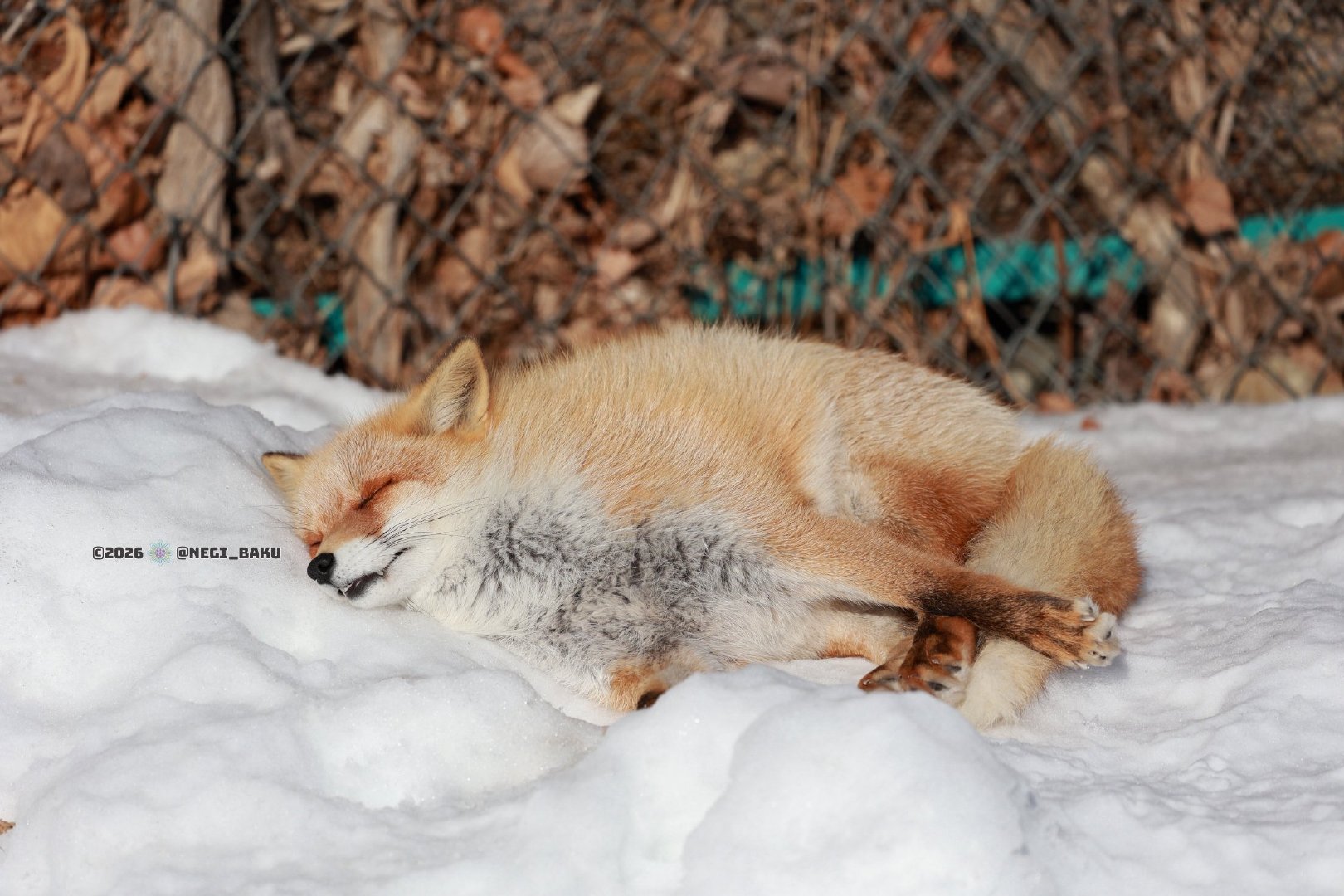 狐狸 狐狸 赤狐 A gentle breeze, a sunlit day,S