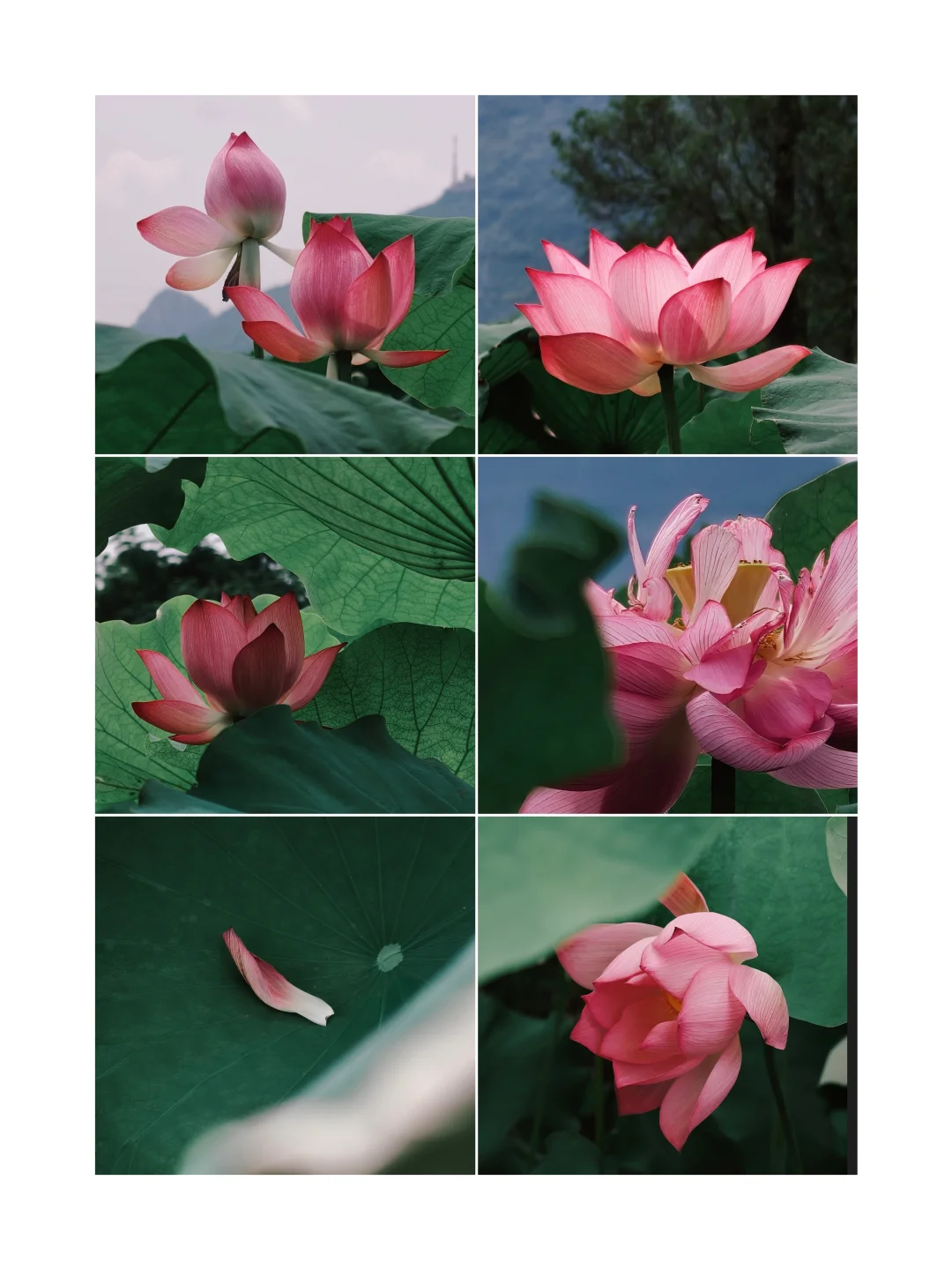 夏日限定| 被荷塘治愈的一天~