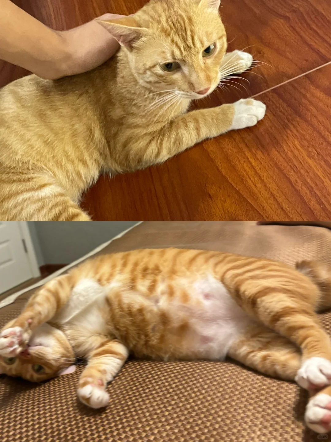 爱猫如养猪