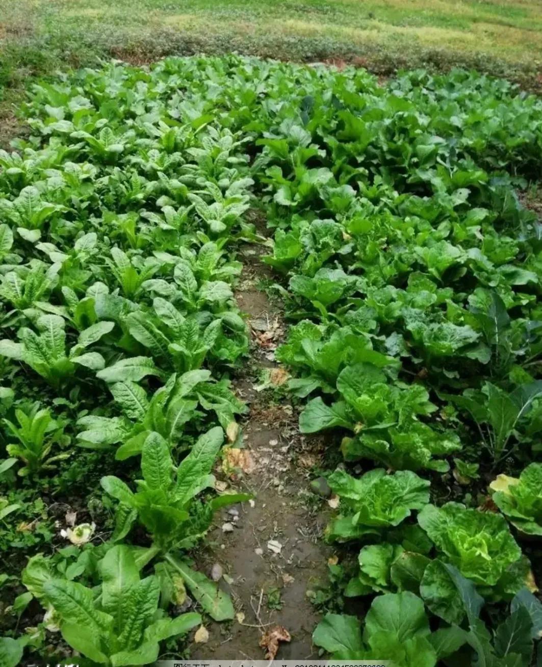 妈妈一个人辛辛苦苦种了好多菜，昨天下午去地里，菜地里萝卜，青菜，都被砍走了好多。