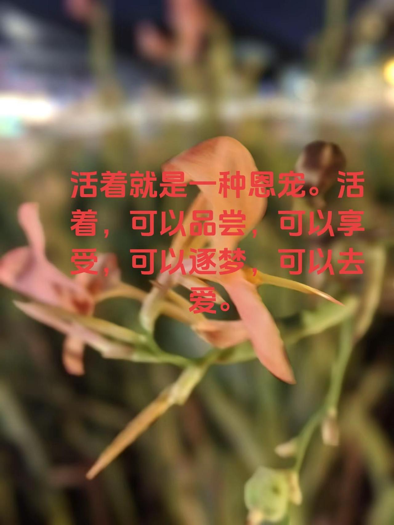活着。活着就是一种恩宠。活着，可以品尝，可以享受，可以逐梦，可以去爱。