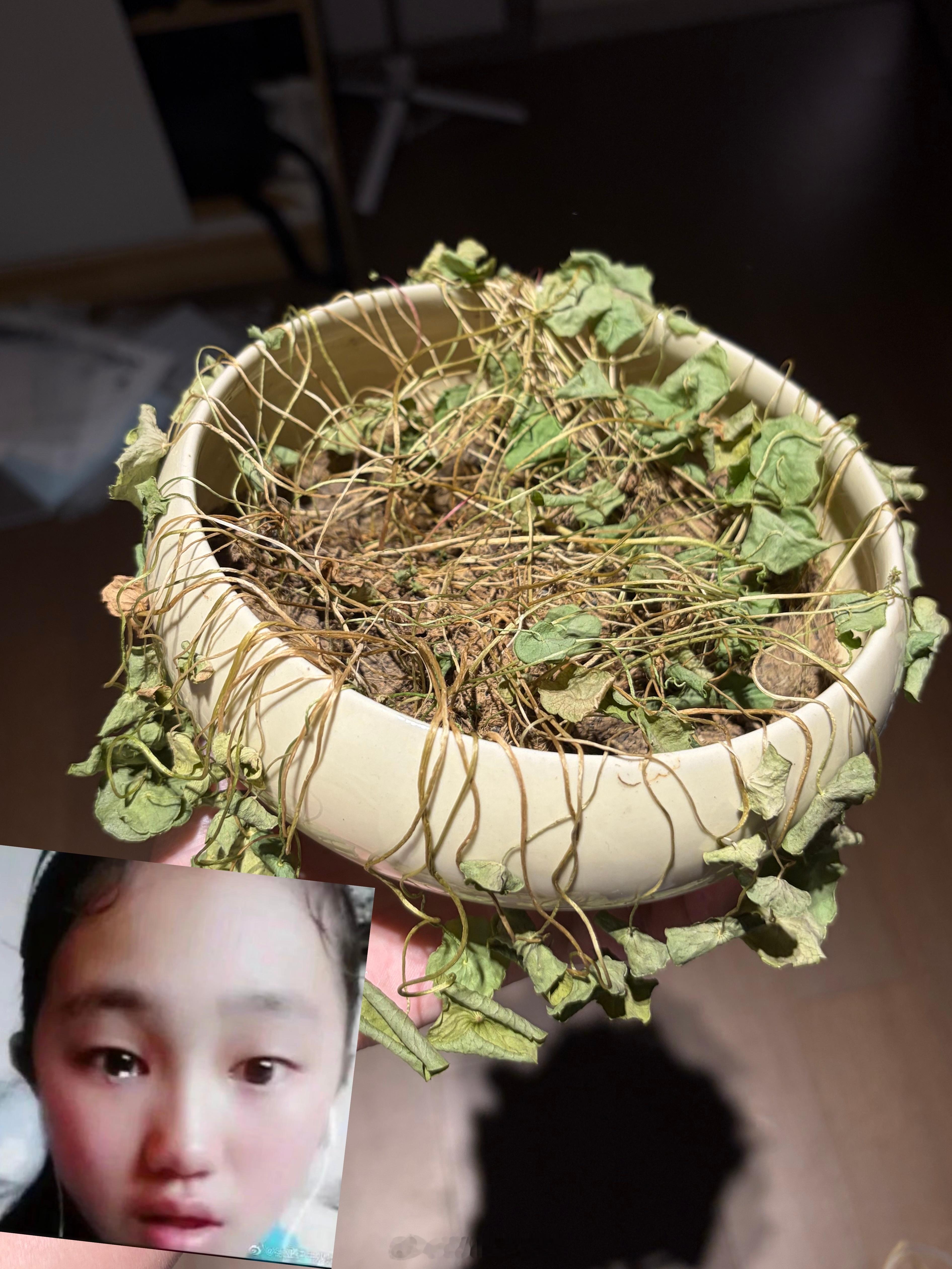 我的铜钱草死了，你们不知道前段时间下雨它长得有多漂亮，我还十分欣慰，结果端午回家