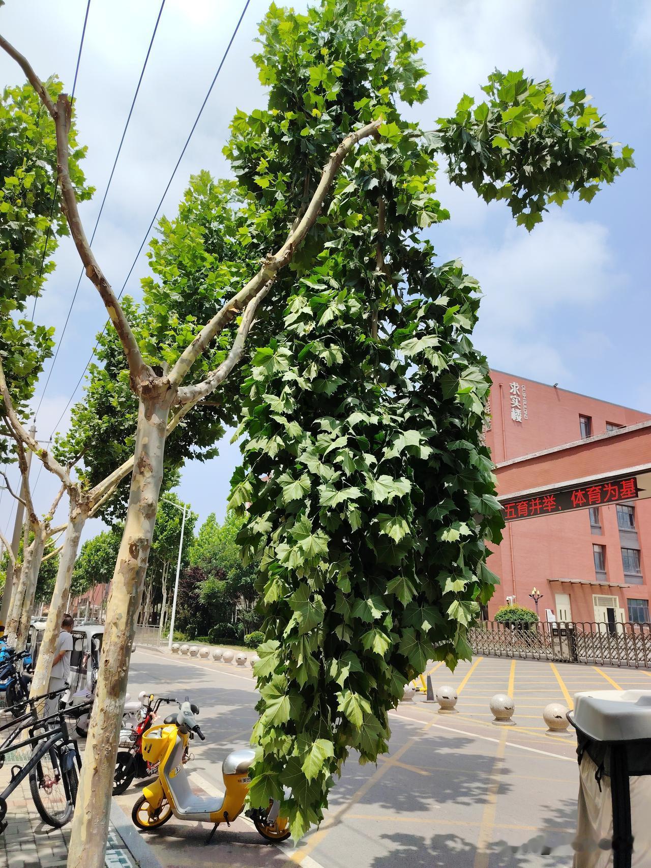 狂风呜呜叫，暴雨要来到

昨晚临睡前，听到外面风声呼呼作响，据天气预报说夜里11