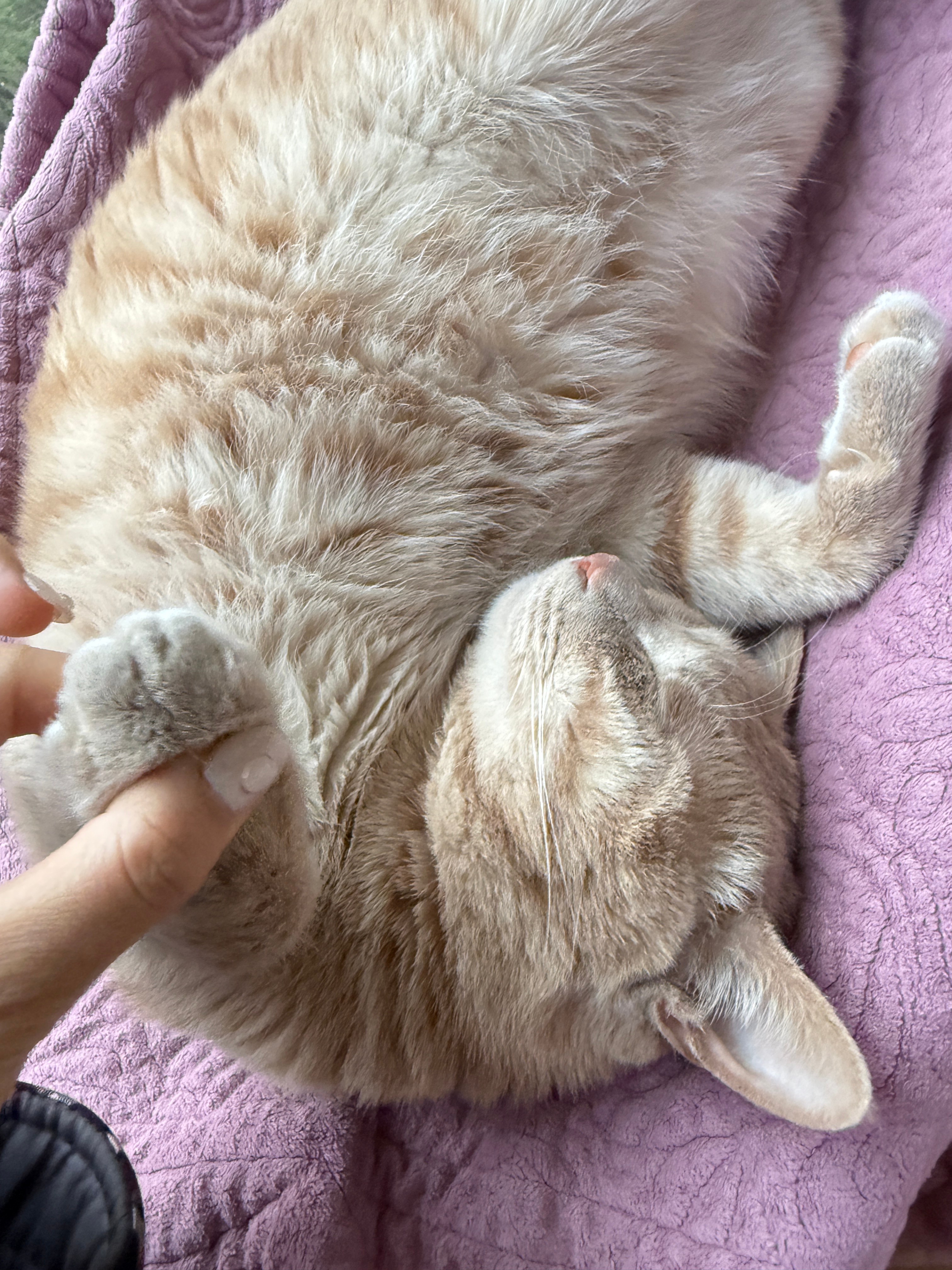 你咋睡的那么舒服呢老母亲我出门了也不送送！！！想给你找个班上了橘子来了卷妹的唠嗑