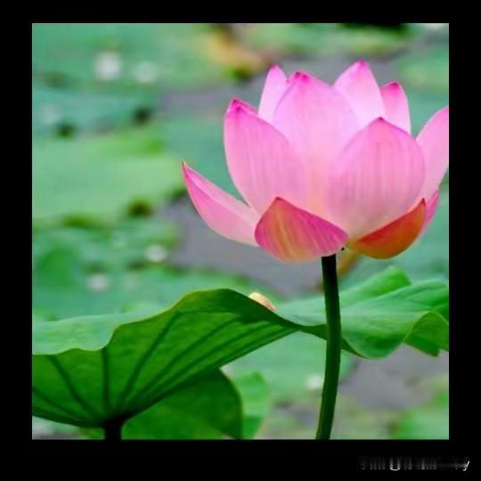 荷花哦，各位网友你们喜欢吗我很喜欢