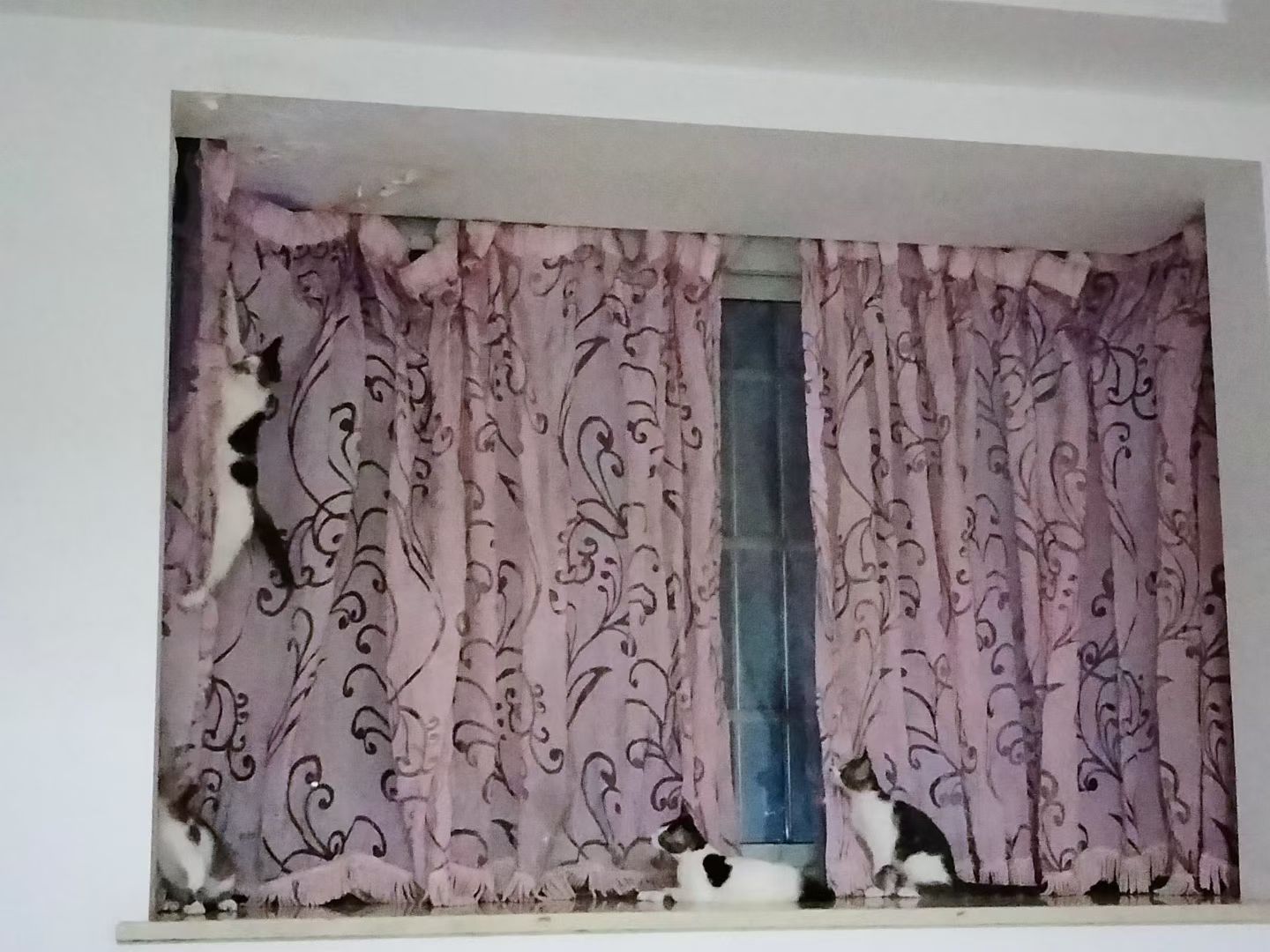学妹去外地出差开会，回酒店的路上遇到一只大肚子的流浪猫，状态不好。她以为猫得了什