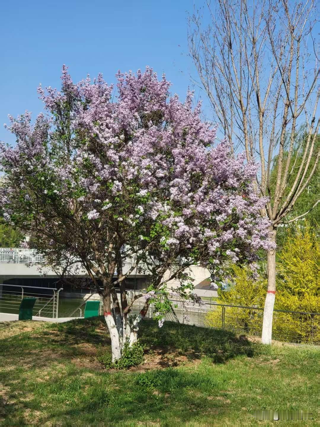 分享一张你近期拍摄的花若问最美的花，答案不在枝头，而在心间。有人偏爱玫瑰的热烈，